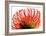 Orange Protea II-Jenny Kraft-Framed Art Print