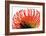 Orange Protea II-Jenny Kraft-Framed Art Print