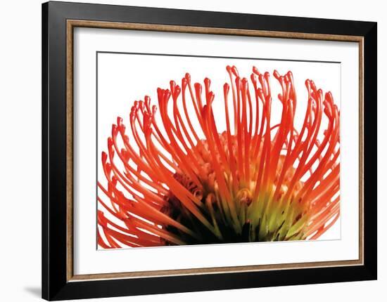 Orange Protea II-Jenny Kraft-Framed Art Print