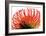 Orange Protea II-Jenny Kraft-Framed Art Print