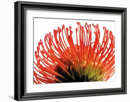 Orange Protea II-Jenny Kraft-Framed Art Print