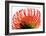 Orange Protea II-Jenny Kraft-Framed Art Print