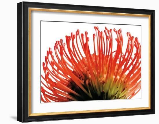 Orange Protea II-Jenny Kraft-Framed Art Print