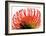 Orange Protea II-Jenny Kraft-Framed Art Print