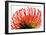 Orange Protea II-Jenny Kraft-Framed Art Print