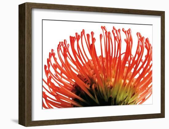 Orange Protea II-Jenny Kraft-Framed Art Print