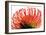 Orange Protea II-Jenny Kraft-Framed Art Print