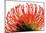 Orange Protea II-Jenny Kraft-Mounted Art Print