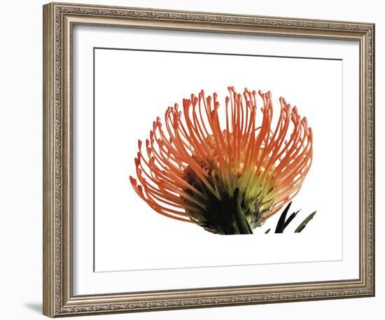 Orange Protea III-Jenny Kraft-Framed Giclee Print