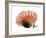 Orange Protea III-Jenny Kraft-Framed Giclee Print