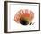 Orange Protea III-Jenny Kraft-Framed Giclee Print