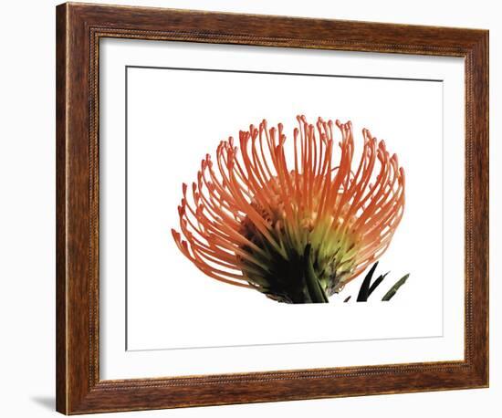 Orange Protea III-Jenny Kraft-Framed Giclee Print