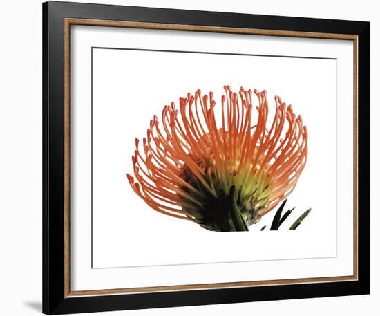 Orange Protea III-Jenny Kraft-Framed Giclee Print