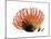 Orange Protea III-Jenny Kraft-Mounted Giclee Print