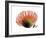 Orange Protea III-Jenny Kraft-Framed Giclee Print