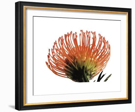 Orange Protea III-Jenny Kraft-Framed Giclee Print