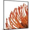 Orange Protea IV (detail)-Jenny Kraft-Mounted Giclee Print