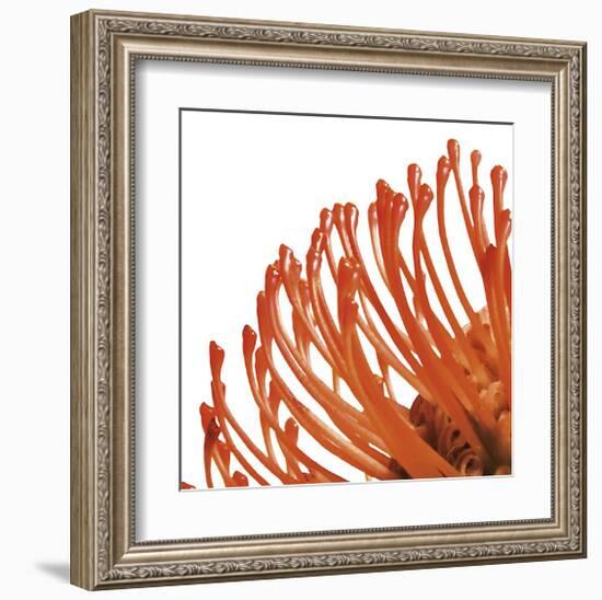 Orange Protea IV (detail)-Jenny Kraft-Framed Giclee Print