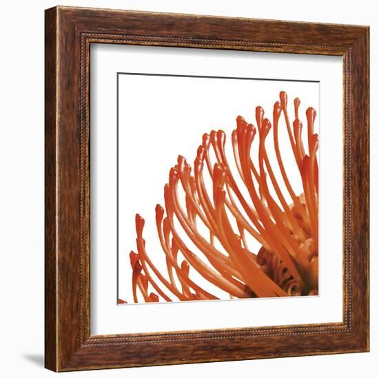 Orange Protea IV (detail)-Jenny Kraft-Framed Giclee Print