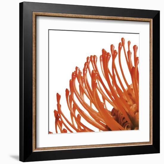 Orange Protea IV (detail)-Jenny Kraft-Framed Giclee Print