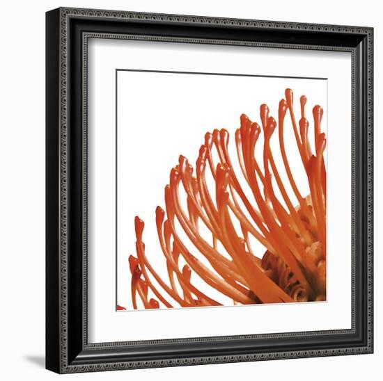 Orange Protea IV (detail)-Jenny Kraft-Framed Giclee Print