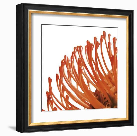 Orange Protea IV (detail)-Jenny Kraft-Framed Giclee Print