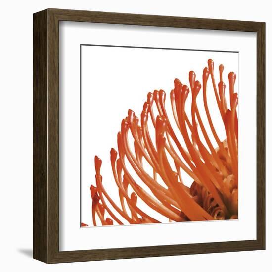 Orange Protea IV (detail)-Jenny Kraft-Framed Giclee Print