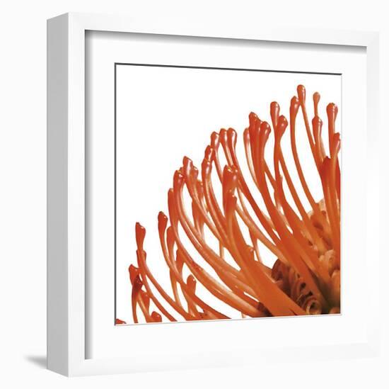 Orange Protea IV (detail)-Jenny Kraft-Framed Giclee Print