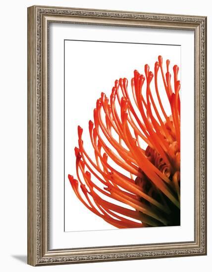 Orange Protea IV-Jenny Kraft-Framed Art Print
