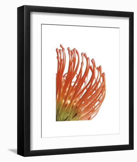 Orange Protea V-Jenny Kraft-Framed Giclee Print