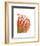 Orange Protea V-Jenny Kraft-Framed Giclee Print