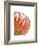 Orange Protea V-Jenny Kraft-Framed Giclee Print