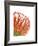 Orange Protea V-Jenny Kraft-Framed Giclee Print