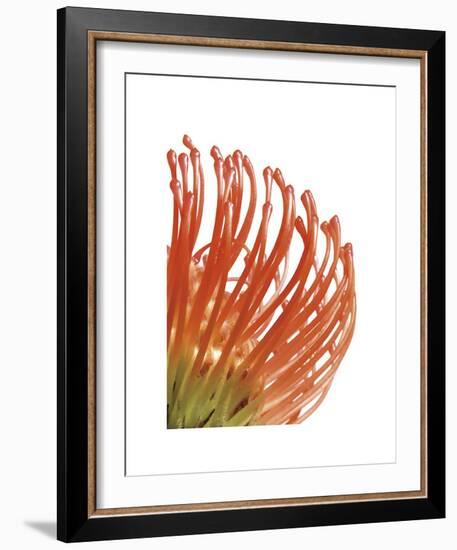 Orange Protea V-Jenny Kraft-Framed Giclee Print