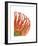 Orange Protea V-Jenny Kraft-Framed Giclee Print