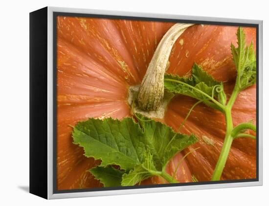 Orange Pumpkin with Leaves-Vladimir Shulevsky-Framed Premier Image Canvas