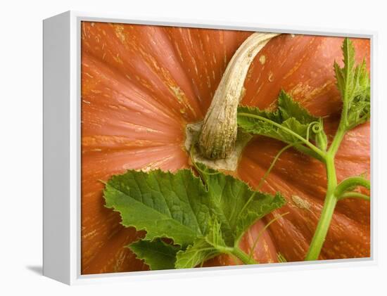 Orange Pumpkin with Leaves-Vladimir Shulevsky-Framed Premier Image Canvas