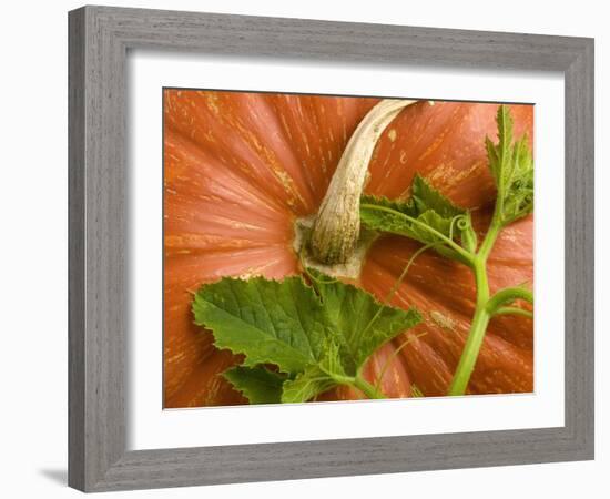 Orange Pumpkin with Leaves-Vladimir Shulevsky-Framed Photographic Print