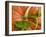 Orange Pumpkin with Leaves-Vladimir Shulevsky-Framed Photographic Print