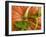 Orange Pumpkin with Leaves-Vladimir Shulevsky-Framed Photographic Print