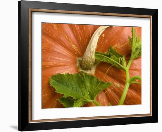 Orange Pumpkin with Leaves-Vladimir Shulevsky-Framed Photographic Print