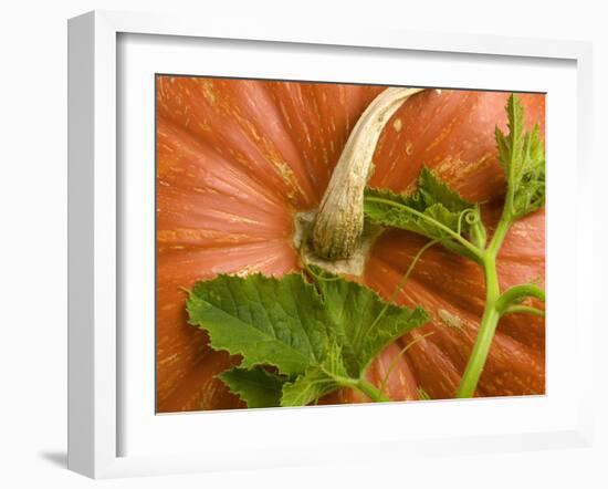 Orange Pumpkin with Leaves-Vladimir Shulevsky-Framed Photographic Print