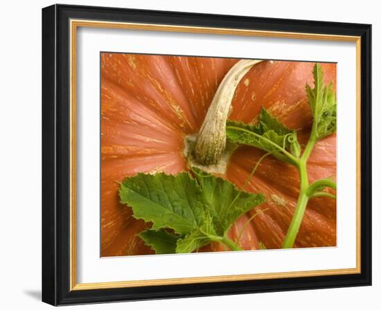 Orange Pumpkin with Leaves-Vladimir Shulevsky-Framed Photographic Print