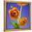 Orange Ranunculus Flowers-Clive Nichols-Framed Premier Image Canvas