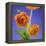 Orange Ranunculus Flowers-Clive Nichols-Framed Premier Image Canvas