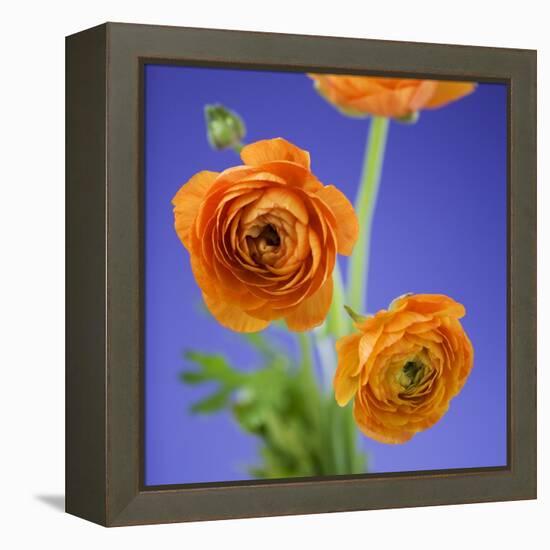 Orange Ranunculus Flowers-Clive Nichols-Framed Premier Image Canvas