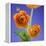 Orange Ranunculus Flowers-Clive Nichols-Framed Premier Image Canvas