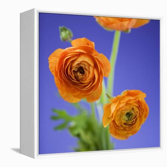 Orange Ranunculus Flowers-Clive Nichols-Framed Premier Image Canvas