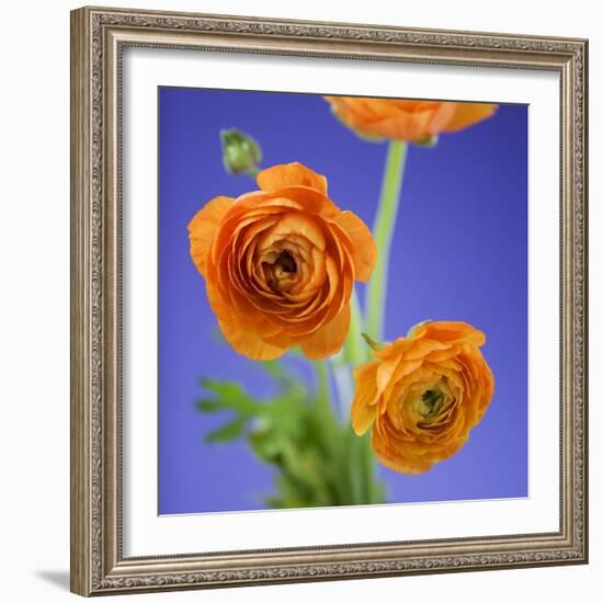 Orange Ranunculus Flowers-Clive Nichols-Framed Photographic Print