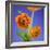 Orange Ranunculus Flowers-Clive Nichols-Framed Photographic Print